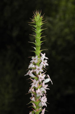 APII jpeg image of Epacris purpurascens var. purpurascens  © contact APII