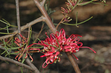 APII jpeg image of Hakea purpurea  © contact APII