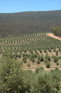 APII jpeg image of Olea europaea  © contact APII