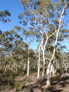 APII jpeg image of Eucalyptus mannifera  © contact APII