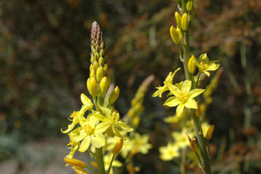 APII jpeg image of Bulbine glauca  © contact APII