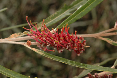 APII jpeg image of Grevillea aspleniifolia  © contact APII