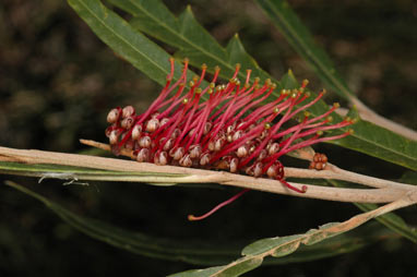 APII jpeg image of Grevillea aspleniifolia  © contact APII