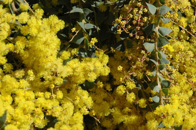 APII jpeg image of Acacia pravissima 'Kuranga Cascade'  © contact APII