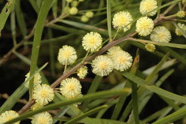 APII jpeg image of Acacia viscidula  © contact APII