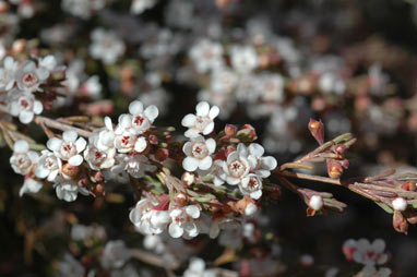 APII jpeg image of Chamelaucium sp. Walpole (P.G.Wilson 6318)  © contact APII