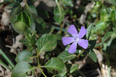 APII jpeg image of Vinca major  © contact APII