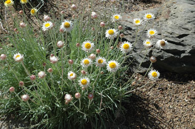 APII jpeg image of Leucochrysum alpinum  © contact APII