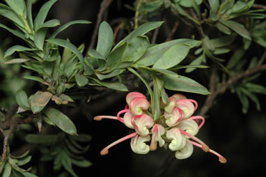 APII jpeg image of Grevillea iaspicula  © contact APII