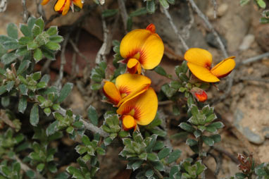 APII jpeg image of Pultenaea microphylla  © contact APII