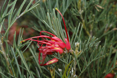 APII jpeg image of Grevillea acerata  © contact APII