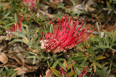 APII jpeg image of Grevillea 'Wakiti Gem'  © contact APII