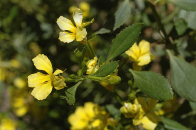 APII jpeg image of Goodenia ovata  © contact APII