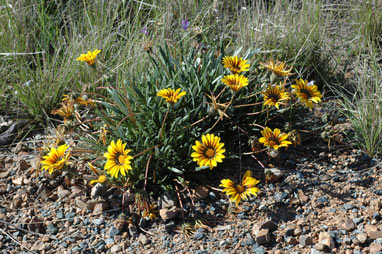 APII jpeg image of Gazania linearis  © contact APII