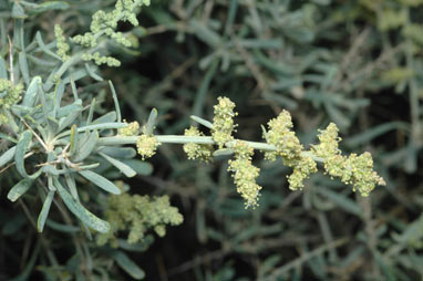 APII jpeg image of Chenopodium nitrariaceum  © contact APII