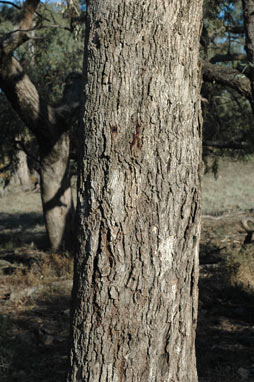 APII jpeg image of Eucalyptus largiflorens  © contact APII