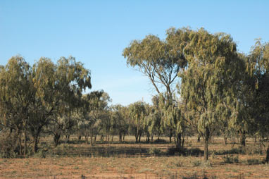 APII jpeg image of Acacia pendula  © contact APII