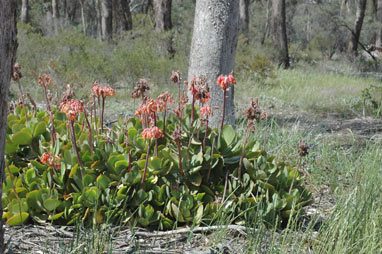 APII jpeg image of Cotyledon orbiculata  © contact APII