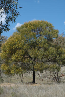 APII jpeg image of Acacia doratoxylon  © contact APII