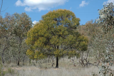 APII jpeg image of Acacia doratoxylon  © contact APII