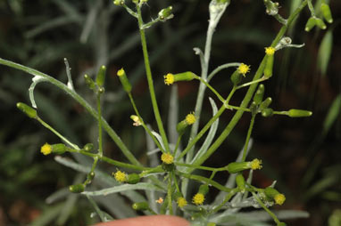 APII jpeg image of Senecio quadridentatus  © contact APII