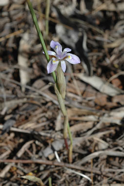 APII jpeg image of Moraea setifolia  © contact APII