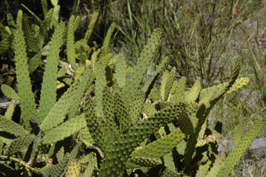 APII jpeg image of Opuntia schickendantzii  © contact APII