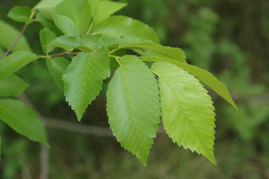 APII jpeg image of Ulmus procera  © contact APII