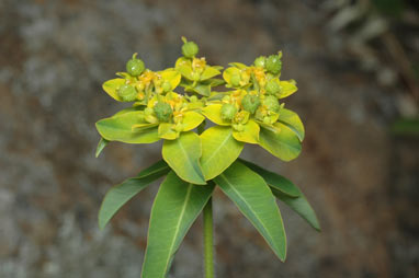 APII jpeg image of Euphorbia oblongata  © contact APII