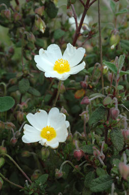 APII jpeg image of Cistus salviifolius  © contact APII