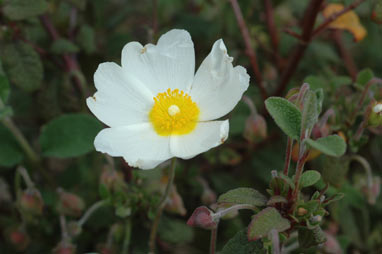 APII jpeg image of Cistus salviifolius  © contact APII