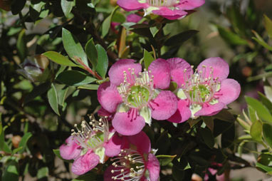 APII jpeg image of Leptospermum 'Rhiannon'  © contact APII