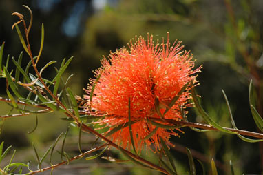 APII jpeg image of Melaleuca fulgens  © contact APII