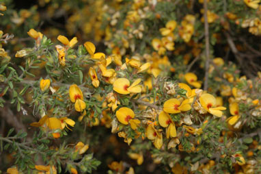 APII jpeg image of Pultenaea villosa  © contact APII