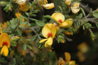 APII jpeg image of Pultenaea villosa  © contact APII