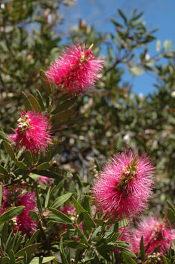 APII jpeg image of Callistemon citrinus 'Mauve Mist'  © contact APII