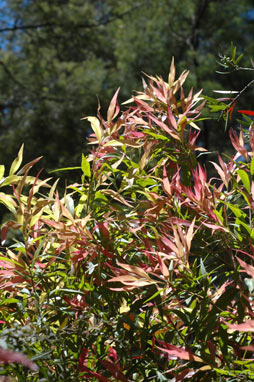 APII jpeg image of Callistemon salignus 'Great Balls of Fire'  © contact APII