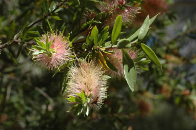 APII jpeg image of Callistemon 'Glasshouse Gem'  © contact APII