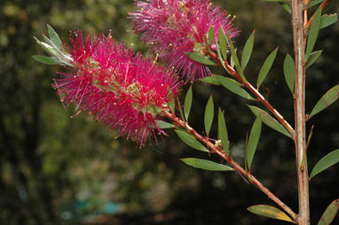 APII jpeg image of Callistemon 'Purple Splendour'  © contact APII