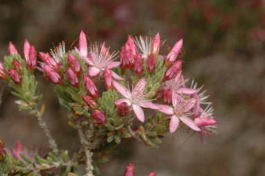 APII jpeg image of Calytrix tetragona  © contact APII