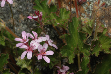 APII jpeg image of Pelargonium rodneyanum  © contact APII