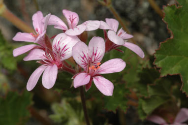 APII jpeg image of Pelargonium rodneyanum  © contact APII