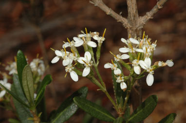 APII jpeg image of Olearia viscosa  © contact APII