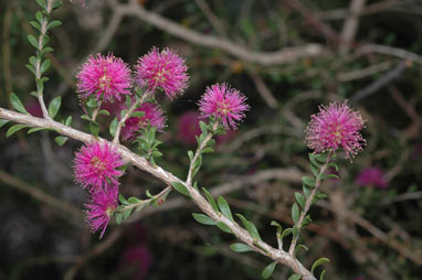 APII jpeg image of Melaleuca spathulata  © contact APII