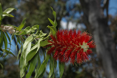 APII jpeg image of Callistemon acuminatus  © contact APII