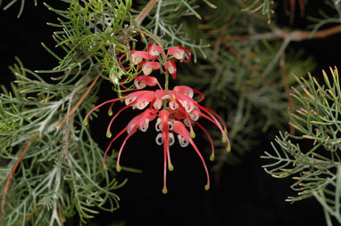 APII jpeg image of Grevillea fililoba  © contact APII