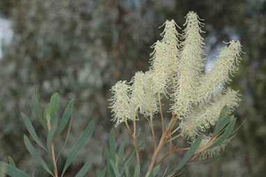 APII jpeg image of Grevillea polybotrya  © contact APII