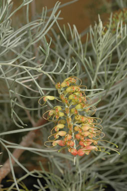 APII jpeg image of Grevillea stenomera  © contact APII