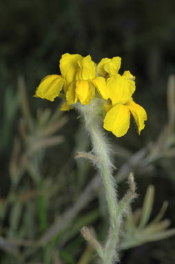 APII jpeg image of Goodenia glomerata  © contact APII