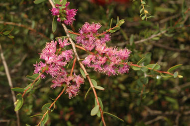 APII jpeg image of Melaleuca spicigera  © contact APII